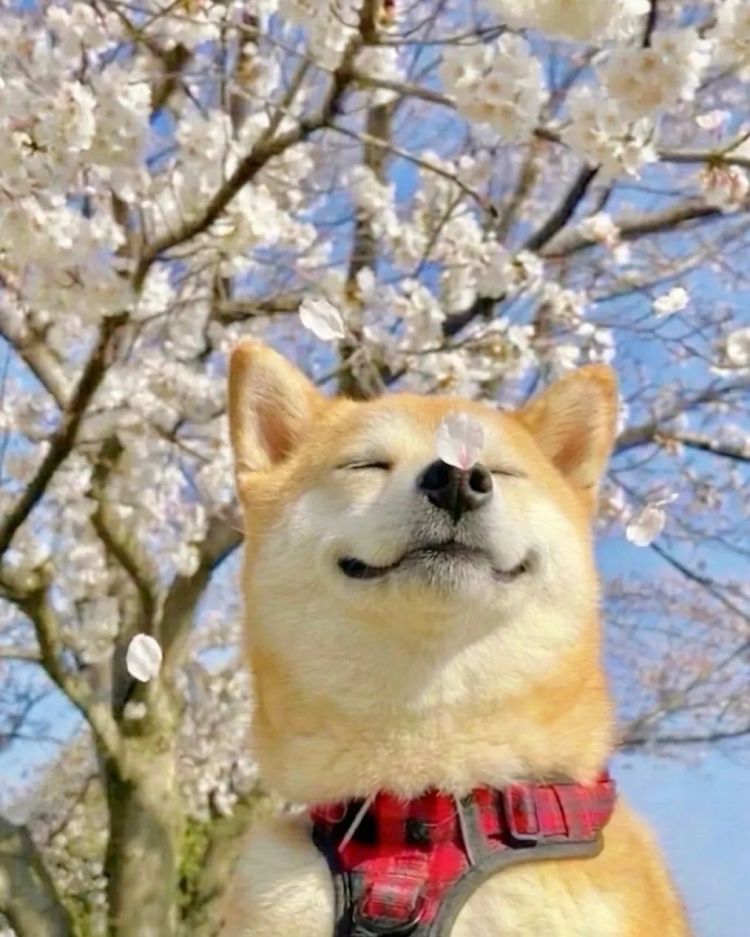 第282期:东京万人集会抗议高市早苗修宪?自卫队军官闯入中国大使馆;日本或于4月实现学校免费供餐?内田有纪X柏原崇秘密完婚?| 百通板 第282期:东京万人集会抗议高市早苗修宪?自卫队军官闯入中国大使馆;日本或于4月实现学校免费供餐?内田有纪X柏原崇秘密完婚?| 百通板