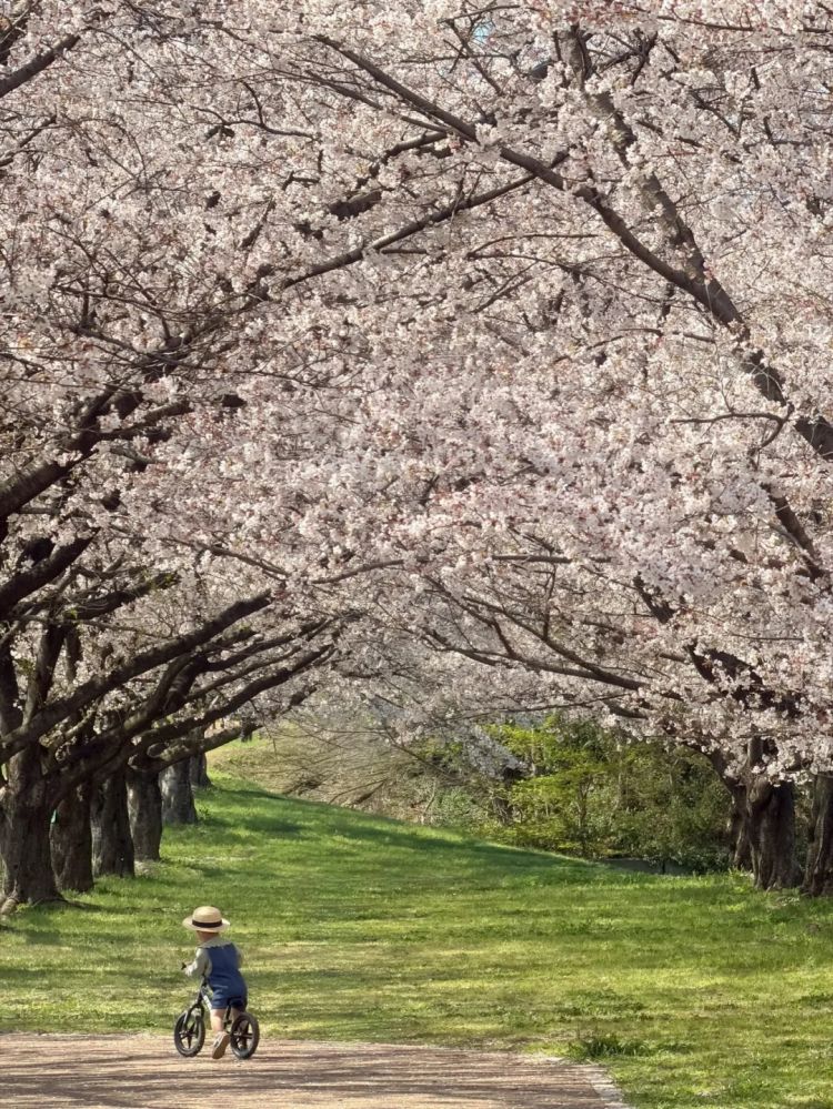 第283期：高市早苗公布个人资产？日本中学制服价格飙升 或统一制服？绫濑遥写3万封情书？| 百通板