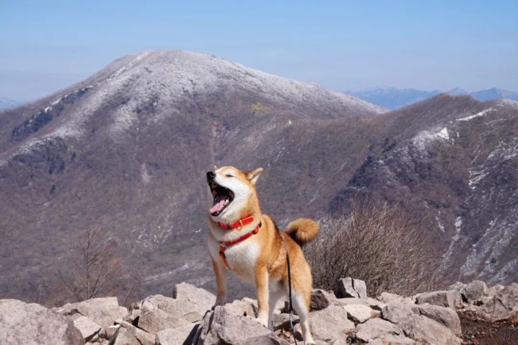 第284期：东京又发钱了？京都11岁男童遗体发现 其父涉嫌抛尸？藤井风首登科切拉；是枝裕和再入围戛纳 | 百通板