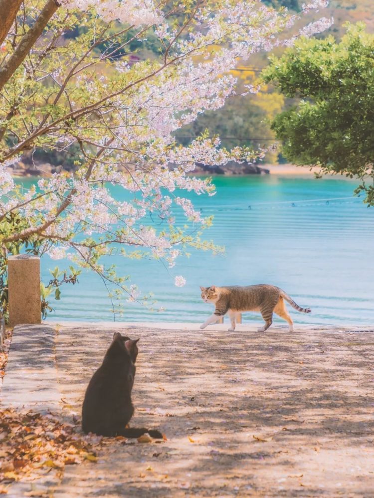 第282期:东京万人集会抗议高市早苗修宪?自卫队军官闯入中国大使馆;日本或于4月实现学校免费供餐?内田有纪X柏原崇秘密完婚?| 百通板 第282期:东京万人集会抗议高市早苗修宪?自卫队军官闯入中国大使馆;日本或于4月实现学校免费供餐?内田有纪X柏原崇秘密完婚?| 百通板