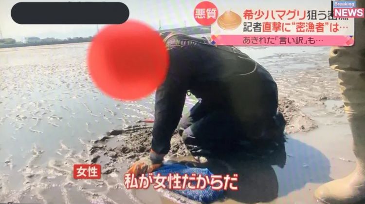 日本网友破防了!中国女子在海滩徒手偷挖3公斤蛤蜊,当场被抓认罪 日本网友破防了!中国女子在海滩徒手偷挖3公斤蛤蜊,当场被抓认罪