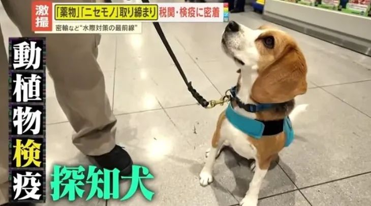 日本机场疯狂盯上越南游客？！海关扒开行李箱，大姐当场沉默…网友看完直呼：这波操作我给负分！