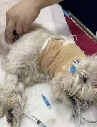 中日女性拼命为去世狗狗追凶,却被网暴吃“狗血馒头”?“狗是畜生而已”… 中日女性拼命为去世狗狗追凶,却被网暴吃“狗血馒头”?“狗是畜生而已”…