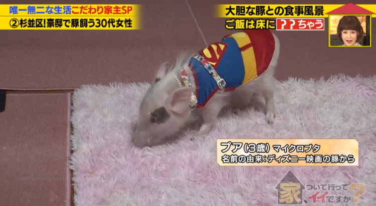日本40岁女性住豪宅养猪猪,还因猪猪和明星结缘?深感幸福不想结婚,称“对男人没兴趣”… 日本40岁女性住豪宅养猪猪,还因猪猪和明星结缘?深感幸福不想结婚,称“对男人没兴趣”…