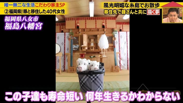 日本40岁女性住豪宅养猪猪,还因猪猪和明星结缘?深感幸福不想结婚,称“对男人没兴趣”… 日本40岁女性住豪宅养猪猪,还因猪猪和明星结缘?深感幸福不想结婚,称“对男人没兴趣”…