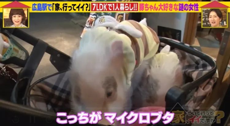 日本40岁女性住豪宅养猪猪,还因猪猪和明星结缘?深感幸福不想结婚,称“对男人没兴趣”… 日本40岁女性住豪宅养猪猪,还因猪猪和明星结缘?深感幸福不想结婚,称“对男人没兴趣”…