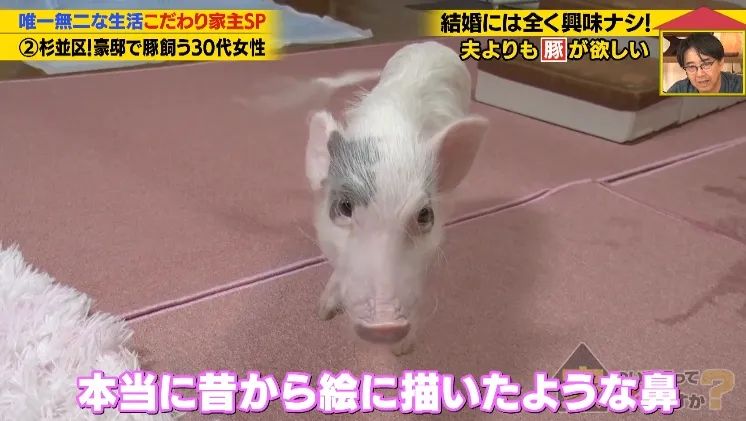 日本40岁女性住豪宅养猪猪,还因猪猪和明星结缘?深感幸福不想结婚,称“对男人没兴趣”… 日本40岁女性住豪宅养猪猪,还因猪猪和明星结缘?深感幸福不想结婚,称“对男人没兴趣”…