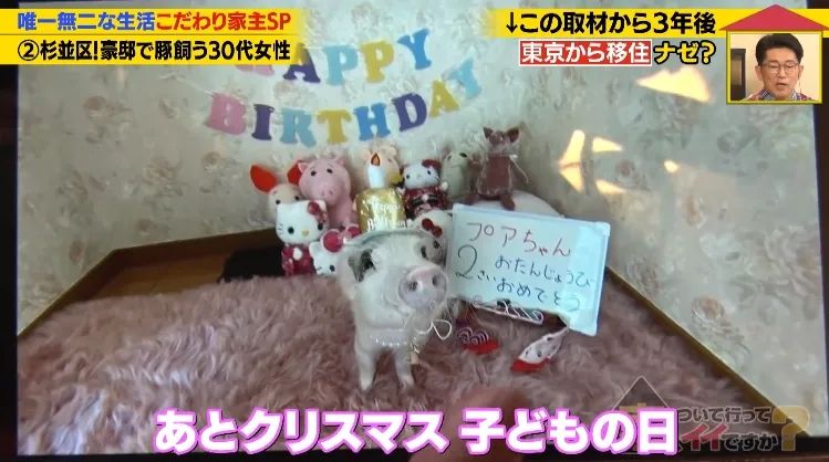 日本40岁女性住豪宅养猪猪,还因猪猪和明星结缘?深感幸福不想结婚,称“对男人没兴趣”… 日本40岁女性住豪宅养猪猪,还因猪猪和明星结缘?深感幸福不想结婚,称“对男人没兴趣”…