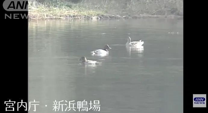 “这一生我会用尽全力守护你”:日本天皇夫妇成婚33周年,重温两人那些治愈温柔的笑容 “这一生我会用尽全力守护你”:日本天皇夫妇成婚33周年,重温两人那些治愈温柔的笑容