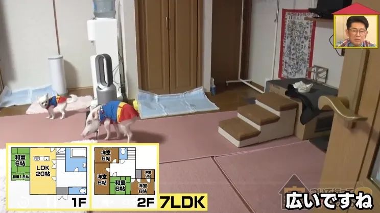 日本40岁女性住豪宅养猪猪,还因猪猪和明星结缘?深感幸福不想结婚,称“对男人没兴趣”… 日本40岁女性住豪宅养猪猪,还因猪猪和明星结缘?深感幸福不想结婚,称“对男人没兴趣”…