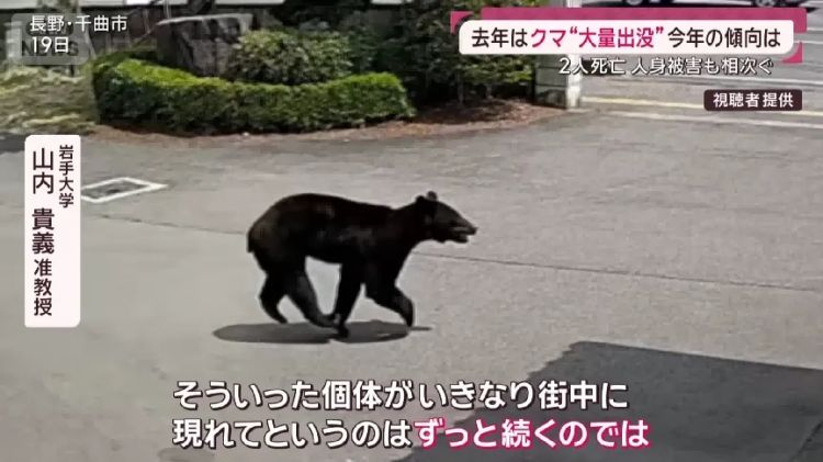 野猪街头打擂台，黑熊纵享“霸王餐”……日本迎来野生动物暑期“City Walk”