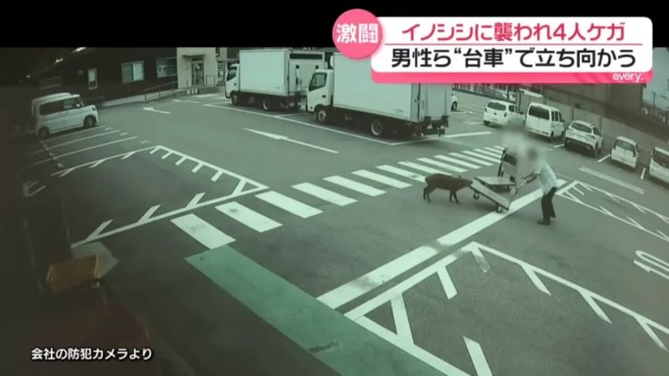 野猪街头打擂台，黑熊纵享“霸王餐”……日本迎来野生动物暑期“City Walk”