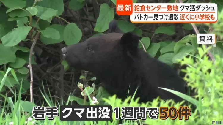 野猪街头打擂台，黑熊纵享“霸王餐”……日本迎来野生动物暑期“City Walk”