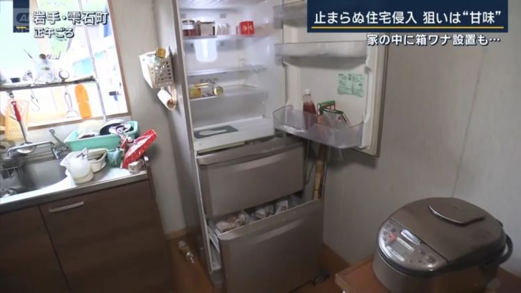 野猪街头打擂台，黑熊纵享“霸王餐”……日本迎来野生动物暑期“City Walk”