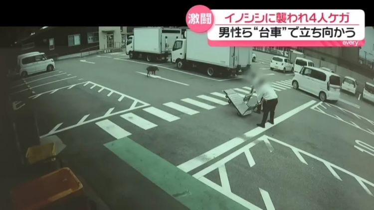 野猪街头打擂台，黑熊纵享“霸王餐”……日本迎来野生动物暑期“City Walk”