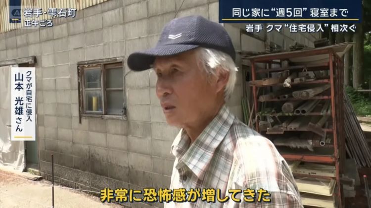 野猪街头打擂台，黑熊纵享“霸王餐”……日本迎来野生动物暑期“City Walk”