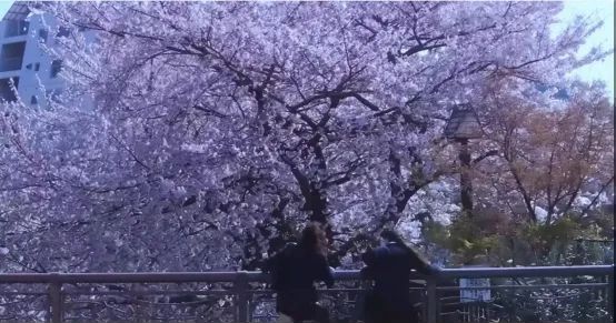 明明是纯爱大师,为什么岩井俊二比谁都“残酷”? 明明是纯爱大师,为什么岩井俊二比谁都“残酷”?