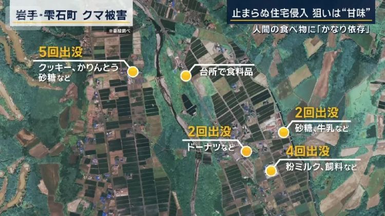 野猪街头打擂台，黑熊纵享“霸王餐”……日本迎来野生动物暑期“City Walk”