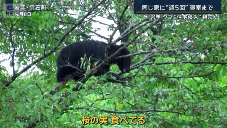 野猪街头打擂台，黑熊纵享“霸王餐”……日本迎来野生动物暑期“City Walk”