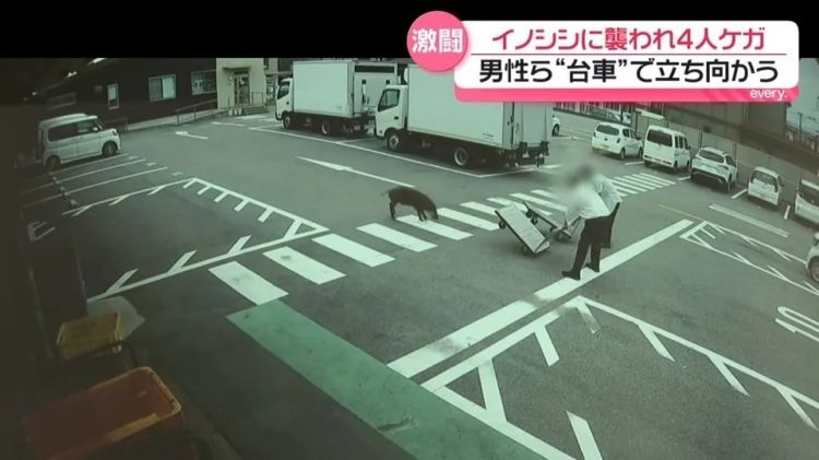 野猪街头打擂台，黑熊纵享“霸王餐”……日本迎来野生动物暑期“City Walk”