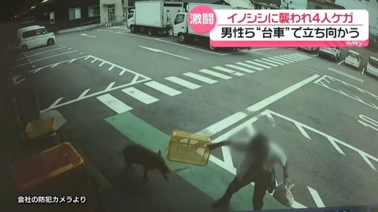 野猪街头打擂台，黑熊纵享“霸王餐”……日本迎来野生动物暑期“City Walk”