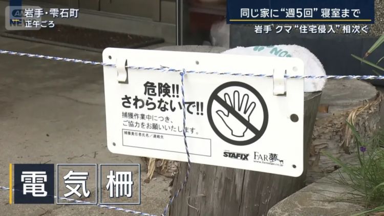 野猪街头打擂台，黑熊纵享“霸王餐”……日本迎来野生动物暑期“City Walk”