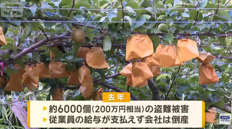日本果园5000颗梨一夜被偷光，却有人转头在二手平台卖？！果农大哭：我不干了！