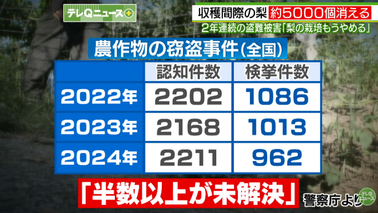 日本果园5000颗梨一夜被偷光，却有人转头在二手平台卖？！果农大哭：我不干了！