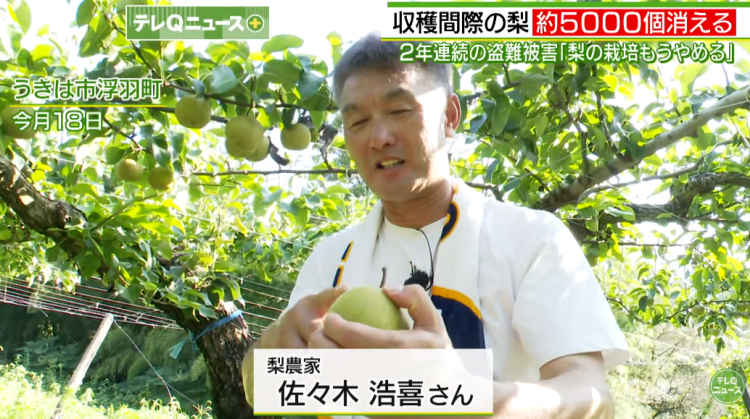 日本果园5000颗梨一夜被偷光，却有人转头在二手平台卖？！果农大哭：我不干了！