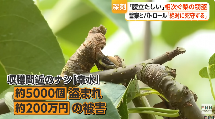 日本果园5000颗梨一夜被偷光，却有人转头在二手平台卖？！果农大哭：我不干了！